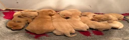 Labrador Retriever dogs for sale: Fully health tested Labrador retriever puppies  in York - Advert 2