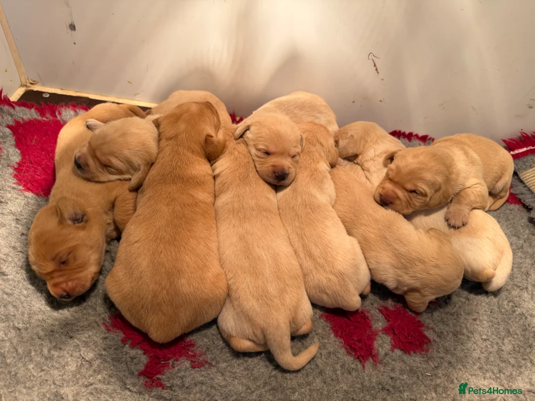 Labrador Retriever dogs for sale: Fully health tested Labrador retriever puppies  in York - Advert 2