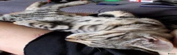 Bengal cats for sale: X2 bengal kittens 16 wks - Advert 8