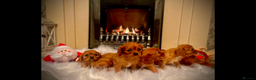 Cavalier King Charles Spaniel dogs for sale: Cavalier King Charles quality puppies for sale  - Advert 2