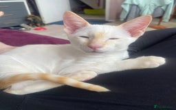 Siamese cats for sale: Flame point Siamese  - Image 3