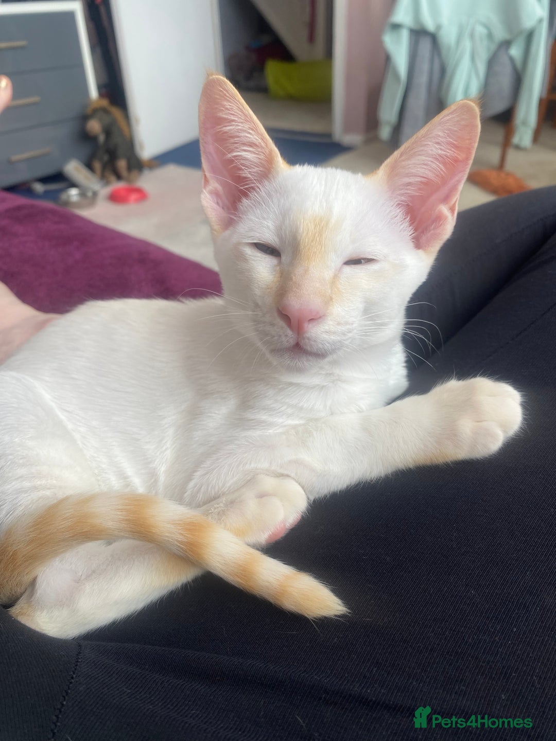 Siamese cats for sale: Flame point Siamese  - Image 3