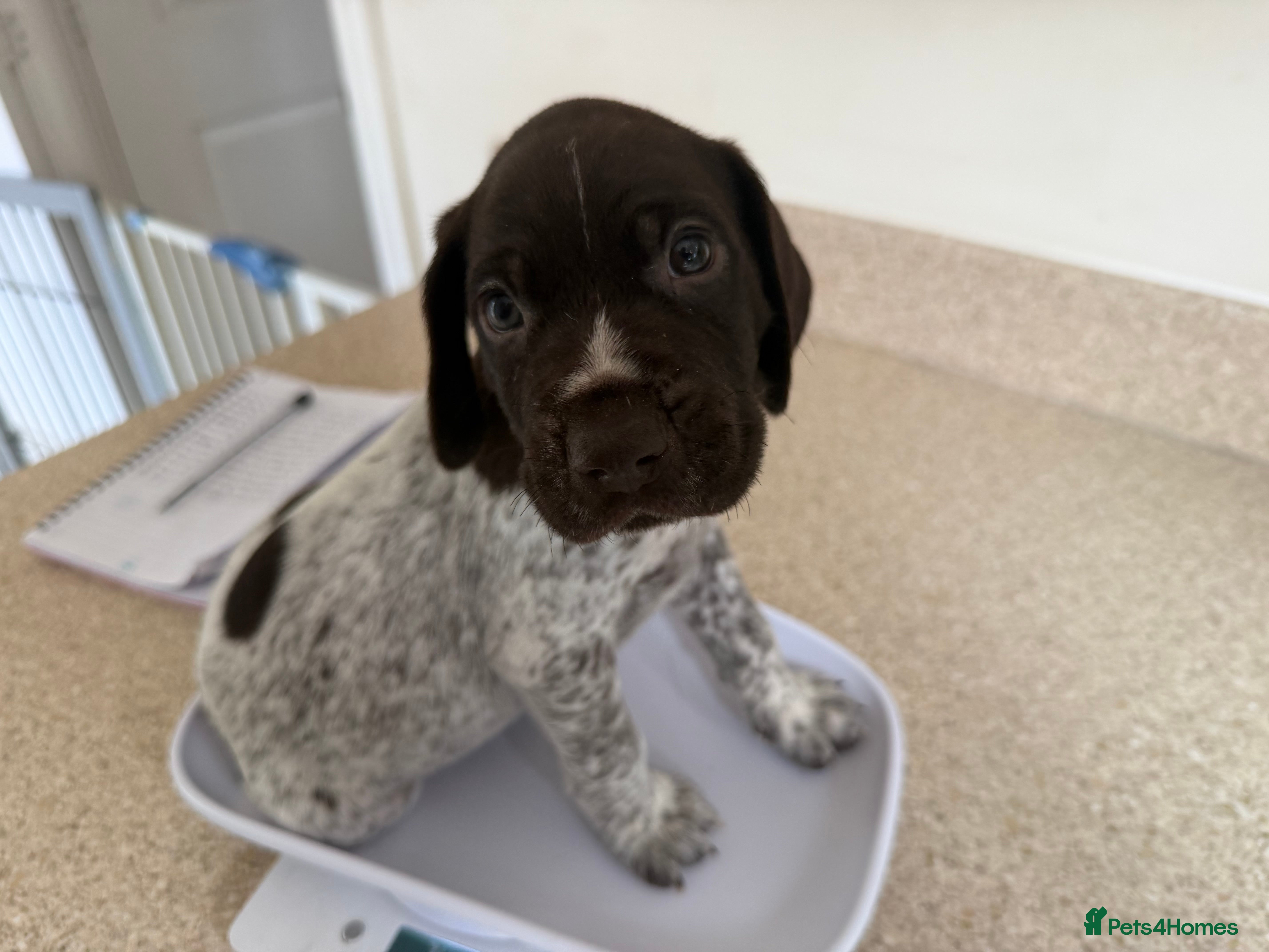 German Shorthaired Pointer dogs Stunning litter of 14 German short-haired pointers - Advert 2