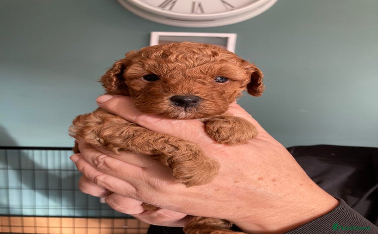 Cockapoo dogs - Advert 13
