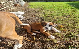 Boxer dogs for sale: Boxer puppies kennel club reg 5 star licence  - Image 32