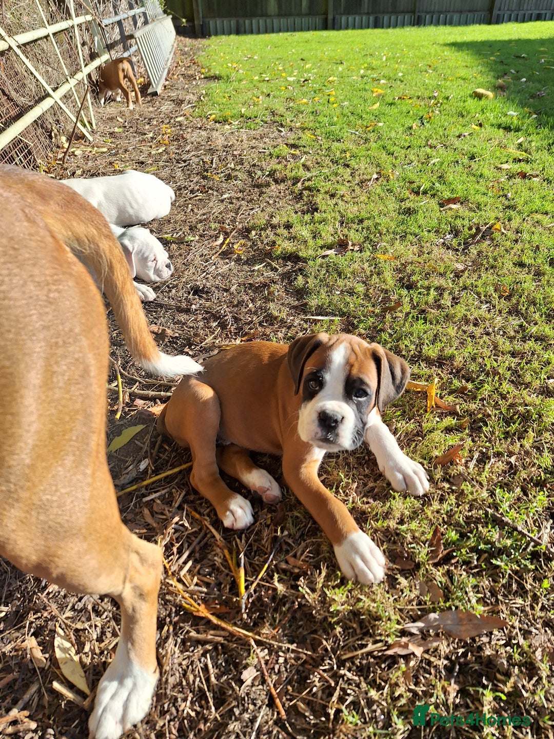 Boxer dogs for sale: Boxer puppies kennel club reg 5 star licence  - Image 32