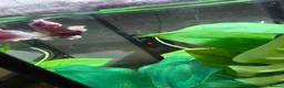 Bettas fish for sale: Full betta setup - Advert 3