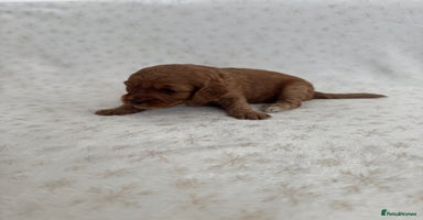 Mixed Breed dogs - Advert 4