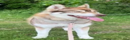 Siberian Husky dogs for sale: Female Siberian Husky for rehoming in London - Advert 1