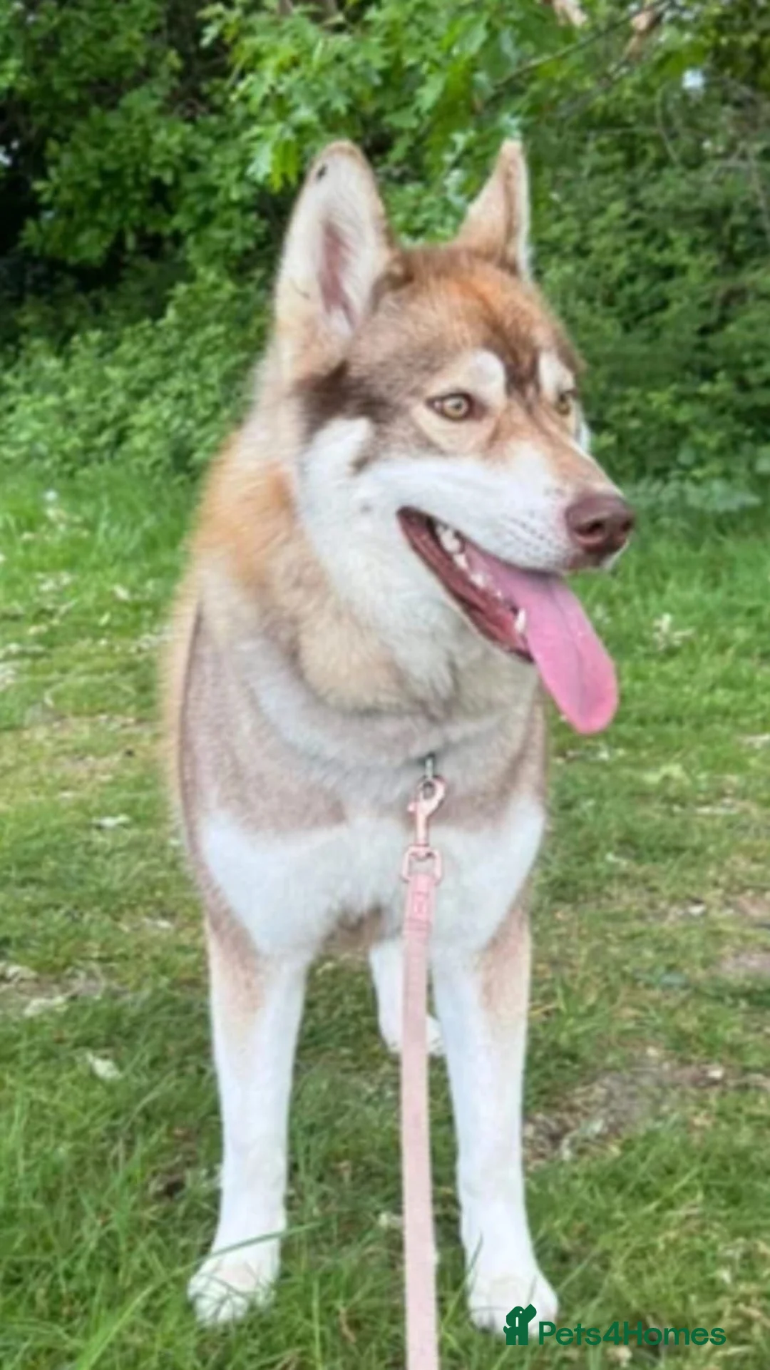 Siberian Husky dogs for sale: Female Siberian Husky for rehoming in London - Advert 1