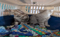 Selkirk Rex cats for sale: 😻 Stunning Selkirk Rex Mix Kittens 😻 - Image 2