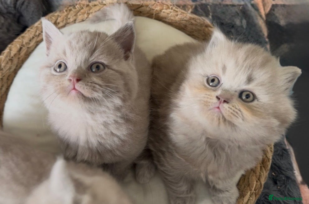 British Shorthair cats 🐾100% pedigree GCCF reg BSH Kittens  - Advert 6