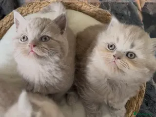 British Shorthair cats 🐾100% pedigree GCCF reg BSH Kittens - Advert 6
