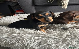 Mixed Breed dogs for sale: Mini dachshund/ mini pincher  - Image 2