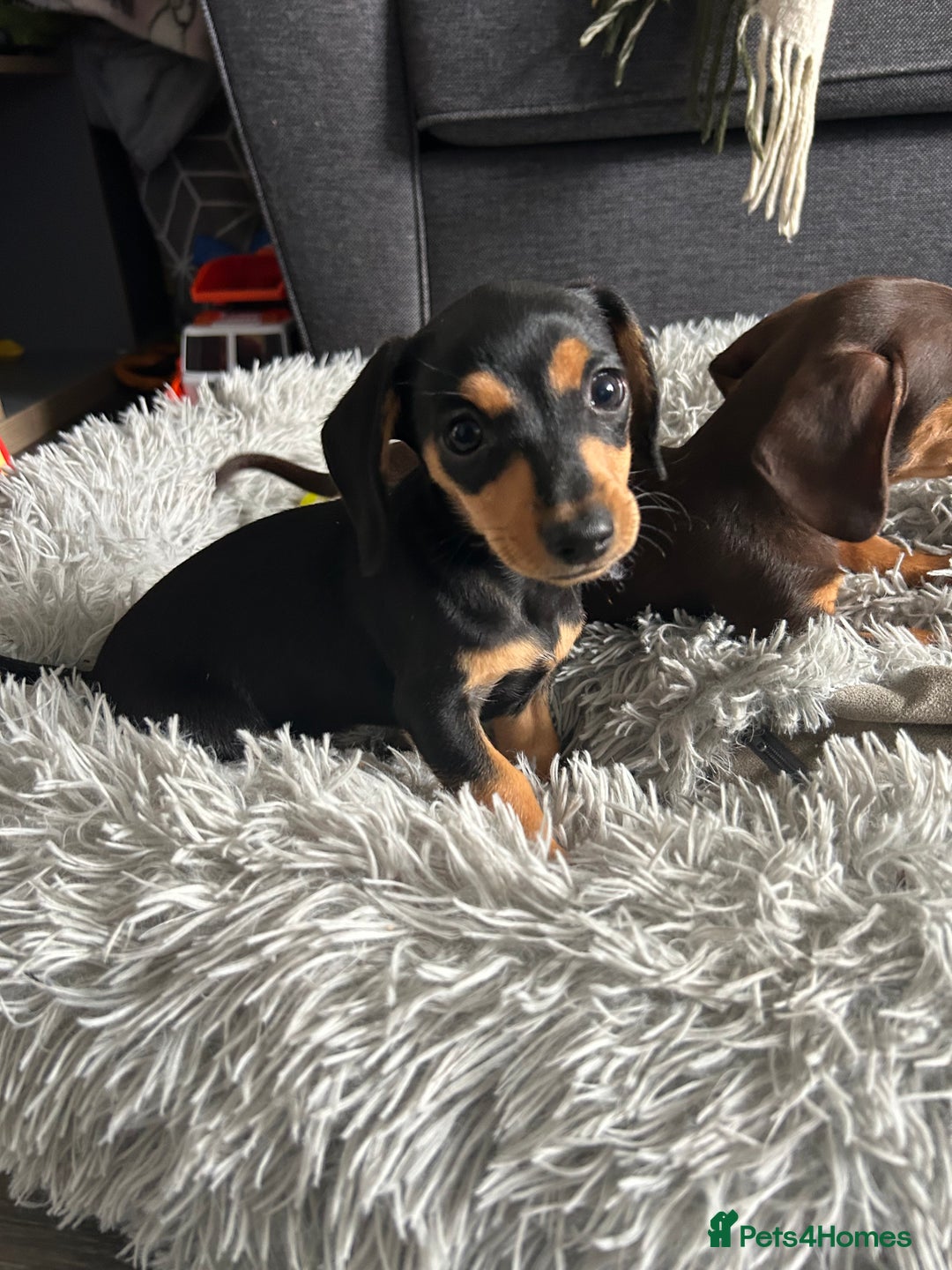 Mixed Breed dogs for sale: Mini dachshund/ mini pincher  - Image 2