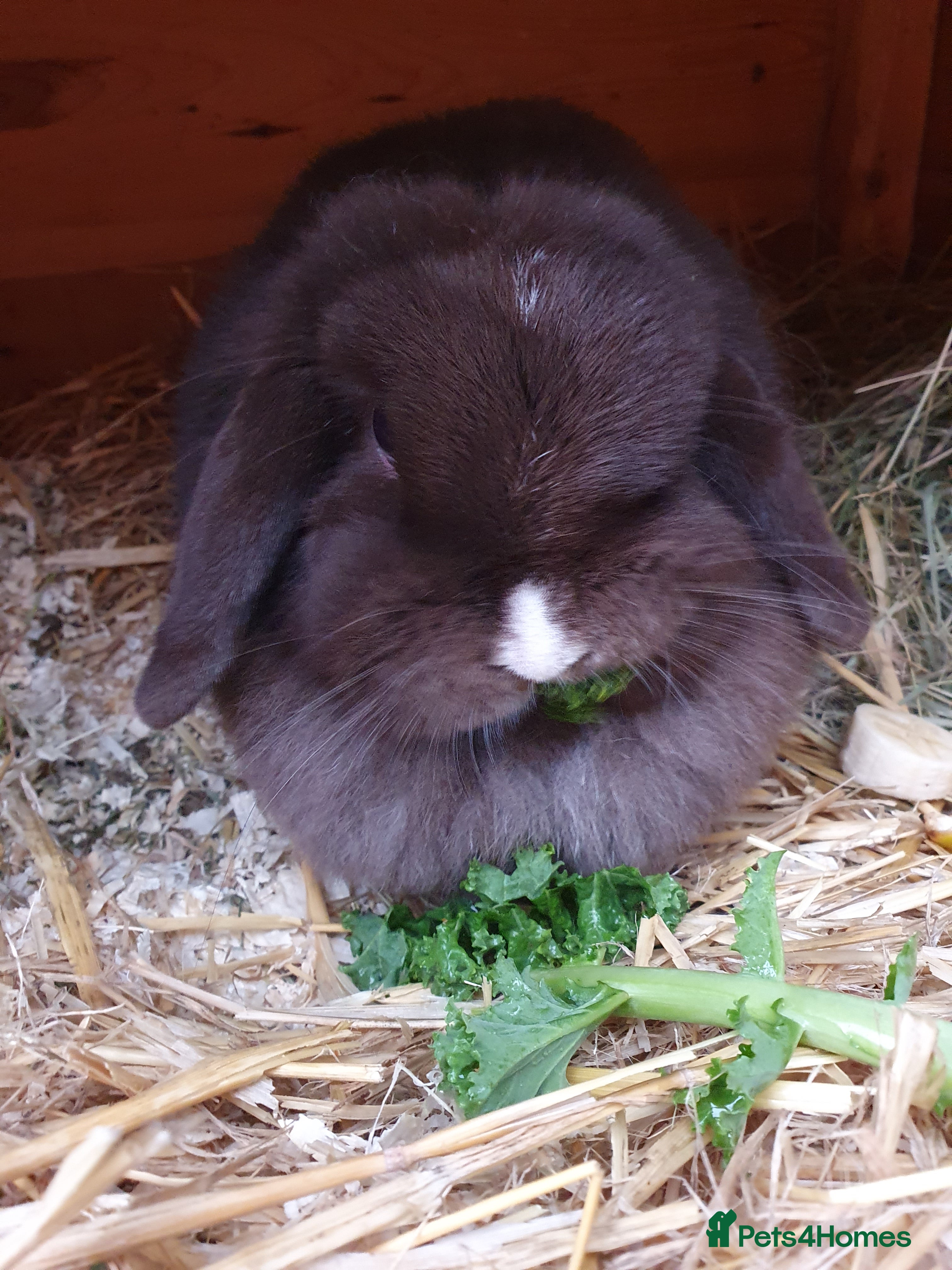 Mini Lop rabbits Spayed and neutered rabbits for adoption Vac rhd2 - Advert 14