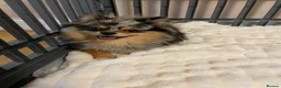 Pomchi dogs for sale: Beautiful Blue/Tan Pomeranian Merle Girl  - Advert 7