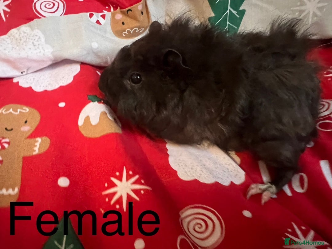 Guinea Pig rodents for sale: Mixed baby guinea pigs  - Advert 7