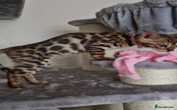 Bengal cats for sale: Last one😍Pure Bengal kittens❤️Ready to go😍 - Image 16
