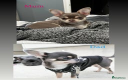 Chihuahua dogs for sale: Blue chihuahua puppy ready now - Image 5