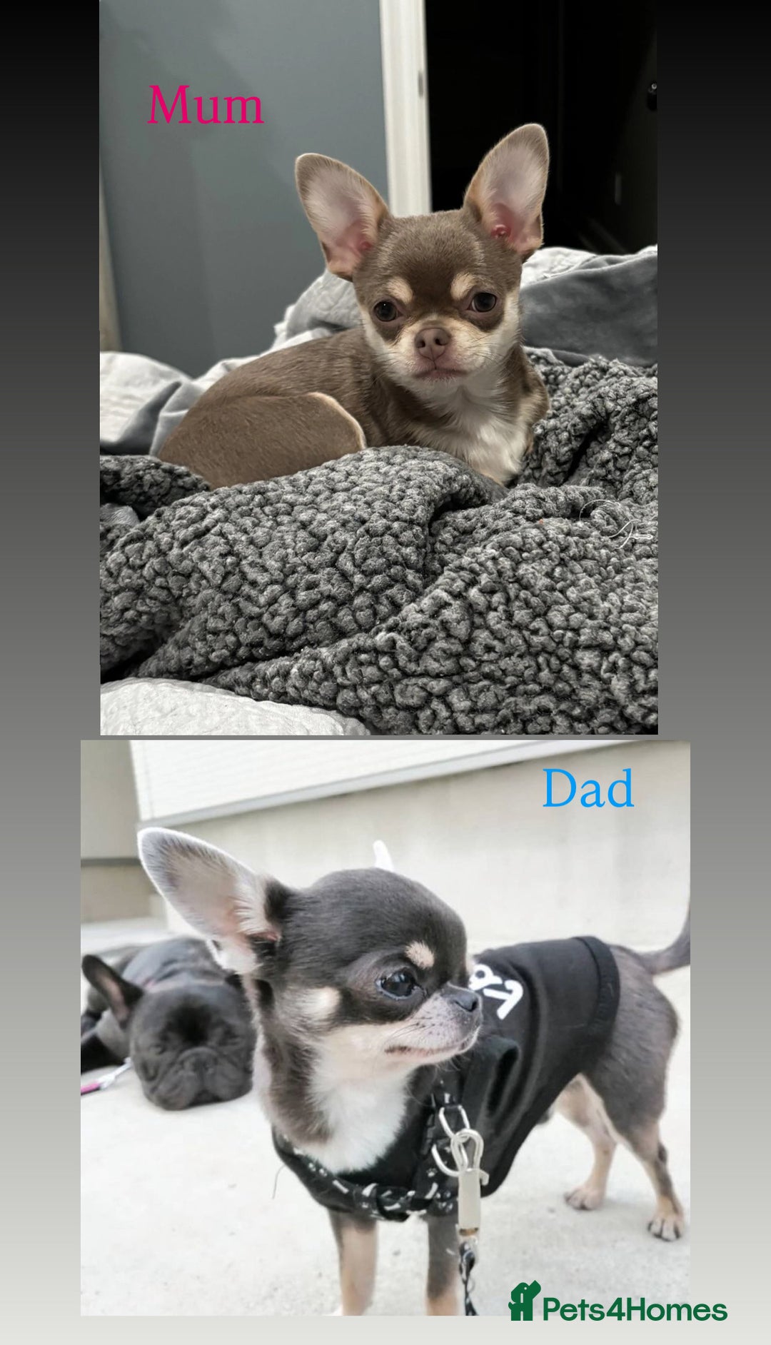 Chihuahua dogs for sale: Blue chihuahua puppy ready now - Image 5