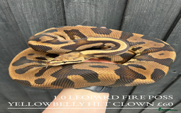 Python Snake reptiles for sale: Royal Pythons stunning morphs  - Image 9