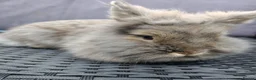 Lionhead rabbits for sale: Female lionhead Rabbit. - Advert 2