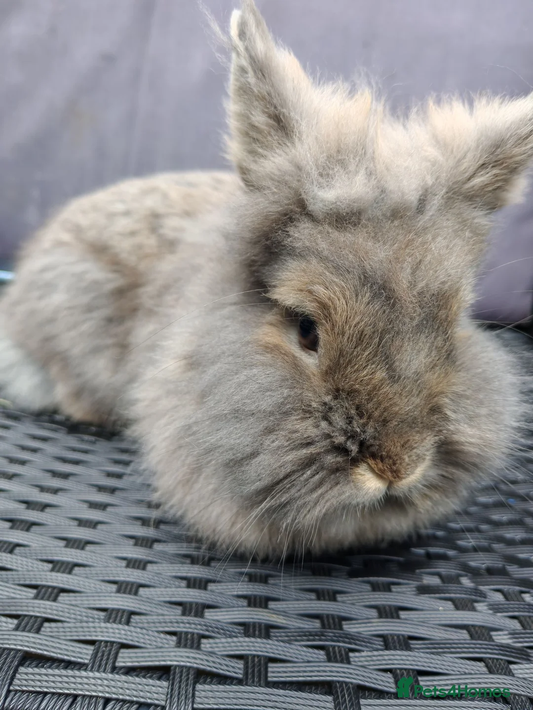 Lionhead rabbits for sale: Female lionhead Rabbit. - Advert 2