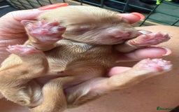 Mixed Breed dogs for sale: Australian Labradoodle Pups. READY 30th October  - Image 15