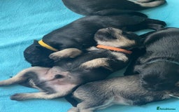 Miniature Schnauzer dogs for sale: Miniature Schnauzer Puppies - Image 13