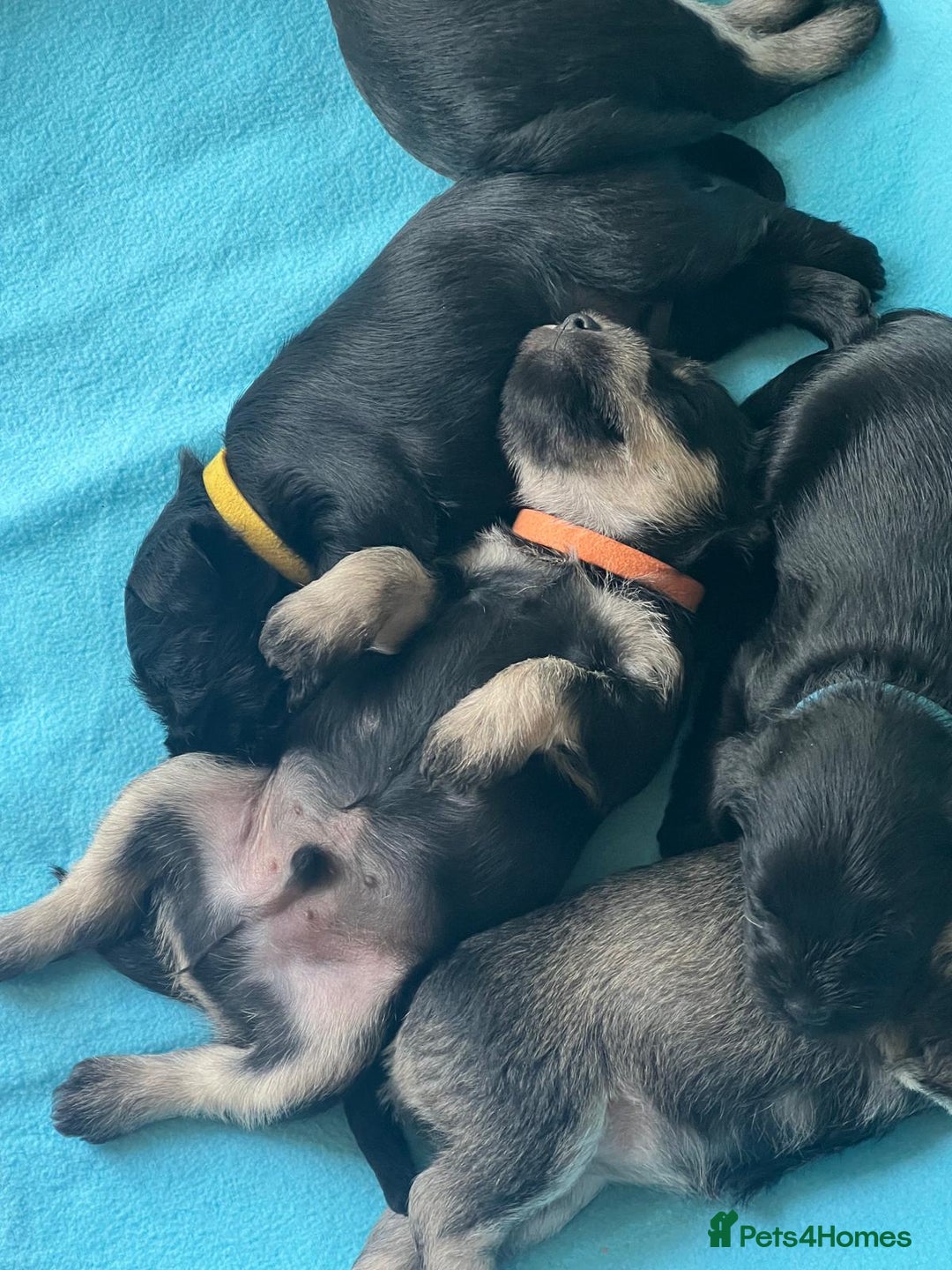 Miniature Schnauzer dogs for sale: Miniature Schnauzer Puppies - Image 13