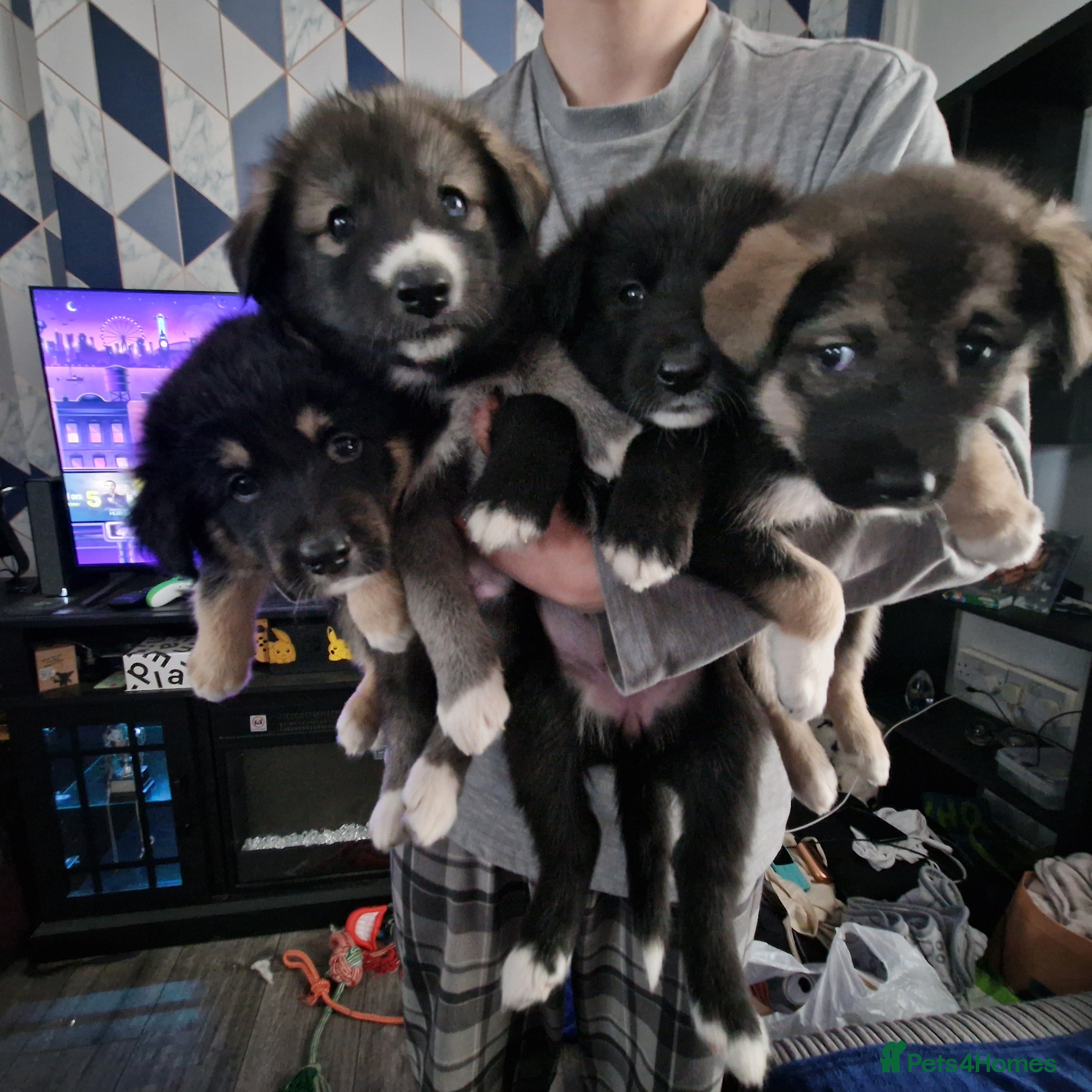 Mixed Breed dogs Stunning siberian husky cross coltriever pups  - Advert 1