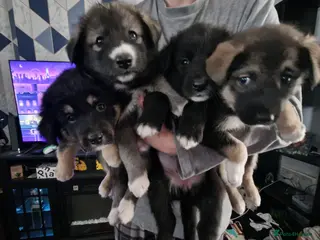Mixed Breed dogs Stunning siberian husky cross coltriever pups - Advert 1