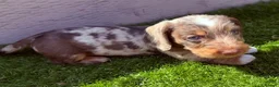 Dachshund dogs for sale: Wire-haired Dachshunds 🤎🐾 - Advert 9