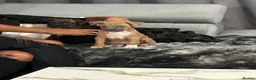 Mixed Breed dogs for sale: 2 beautiful boys  - Advert 6