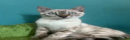 Bengal cats for sale: Supper friendly TICA registered kittens  - Advert 8