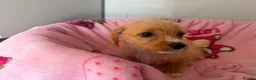 Jackapoo dogs for sale: Gorgeous Jackapoo puppies  - Advert 5