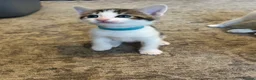 Mixed Breed cats for sale: Mixed breed girls kittens - Advert 18