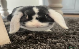 Mini Lop rabbits for sale: Mini lop ear rabbits & hutch/run included  - Image 2