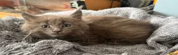 Maine Coon cats for sale: Beautiful Maine Coon kittens **READY NOW*** - Advert 22
