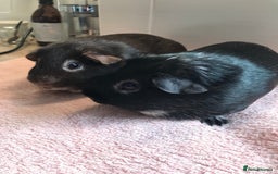 Guinea Pig rodents for sale: Two Pairs of Boar Foxe’s - Image 5
