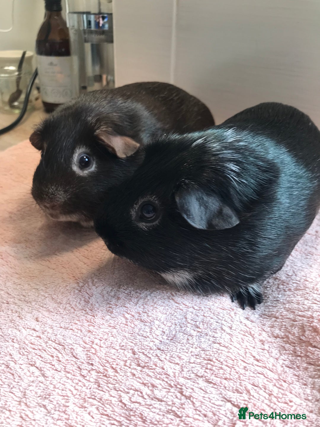 Guinea Pig rodents for sale: Two Pairs of Boar Foxe’s - Image 5