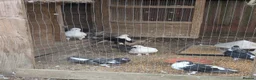 Pigeons birds for sale: Pigeons Mixed Variety  in Ashford - Advert 10