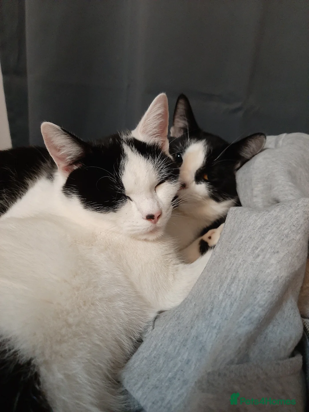 Mixed Breed cats for sale: Going for free because I'm immigrating  - Advert 10