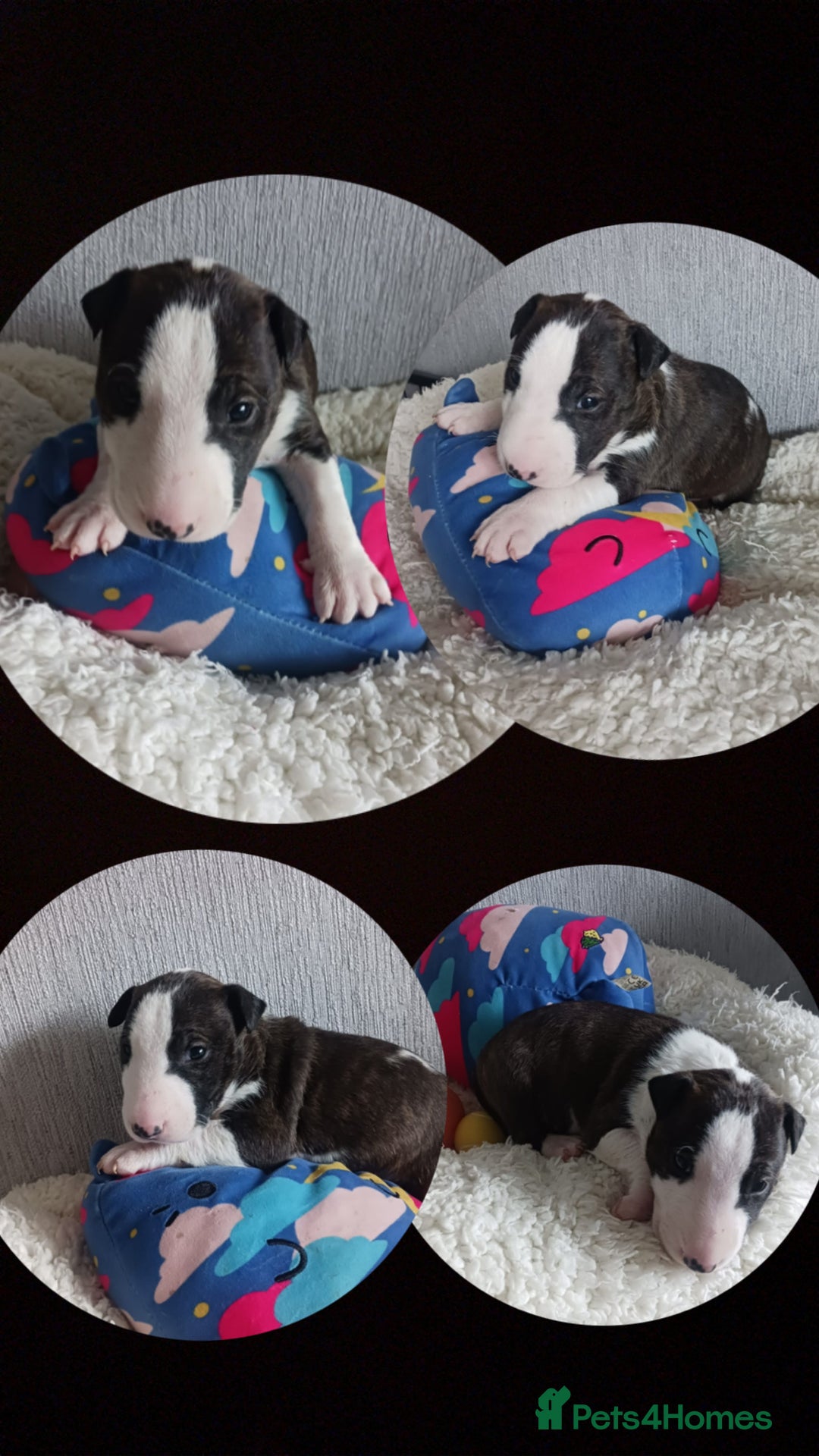 English Bull Terrier dogs for sale: KC REGISTERED LAD CLEAR ENGLISH BULL TERRIER PUPS  - Image 6