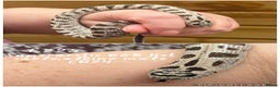 Snake reptiles for sale: Baby snakes for sale!! - Advert 6