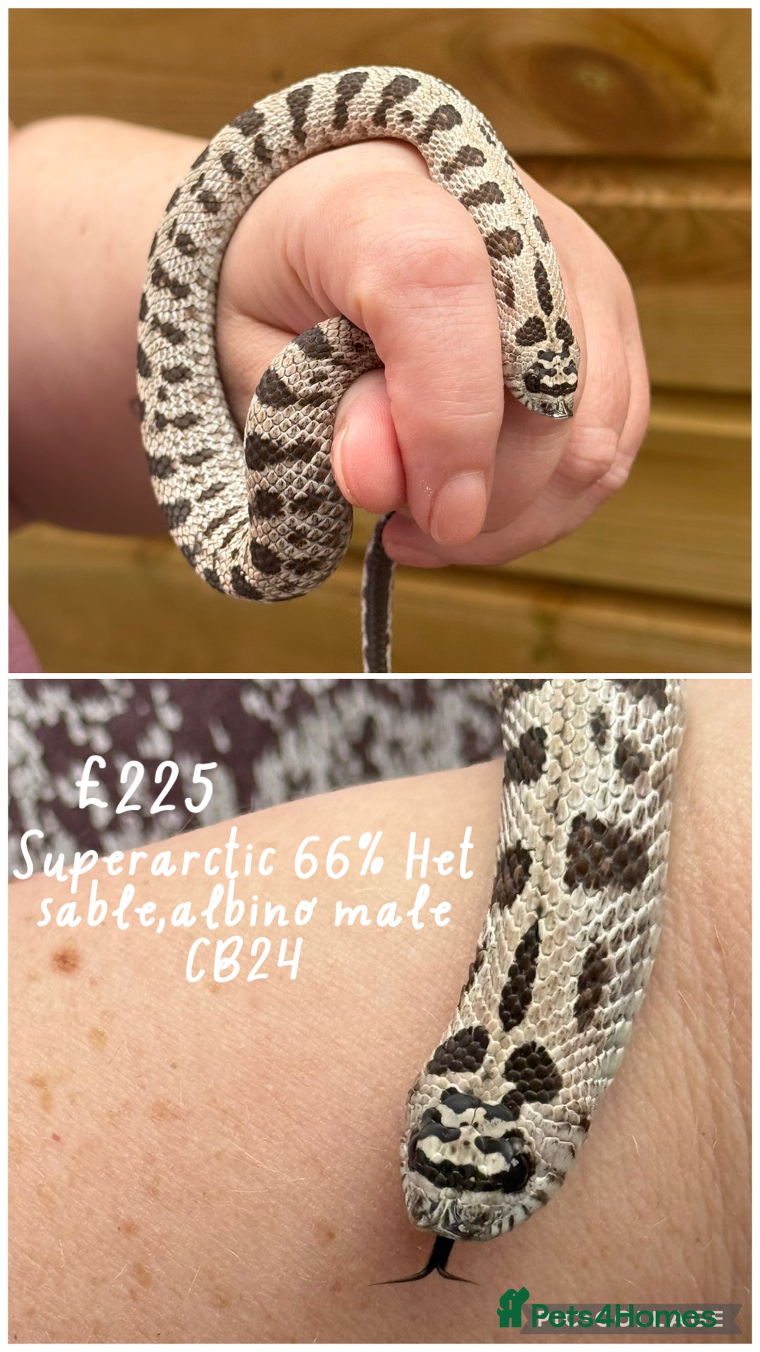 Snake reptiles for sale: Baby snakes for sale!! - Advert 6