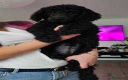 Standard Poodle dogs for sale: Last 3 Boys! KC standard poodle for sale ! - Image 5