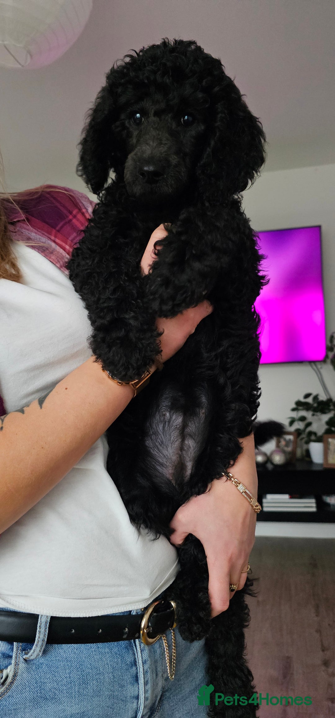 Standard Poodle dogs for sale: Last 3 Boys! KC standard poodle for sale ! - Image 5