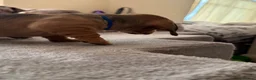 Miniature Dachshund dogs for sale: RED DAPPLE MINIATURE DACHSHUND  - Advert 18